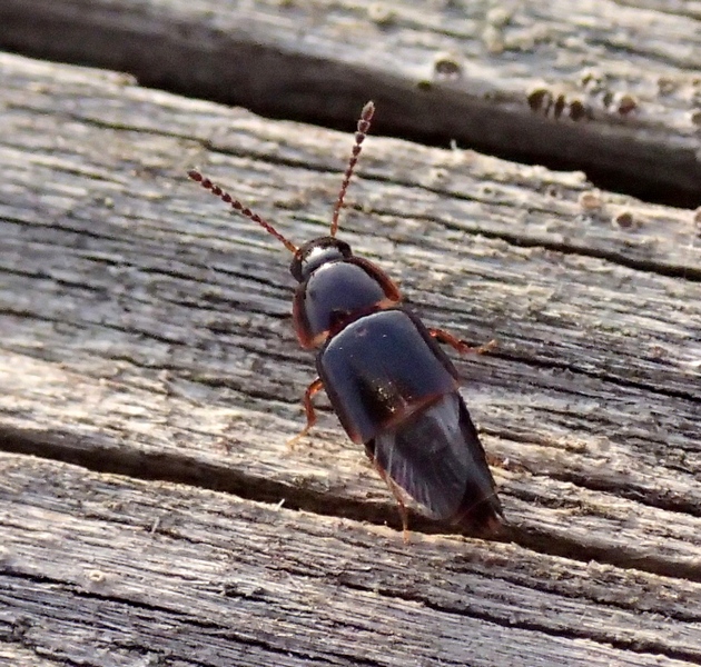 Staphylinidae da Id.